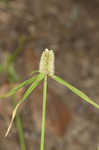 Fragrant spikesedge